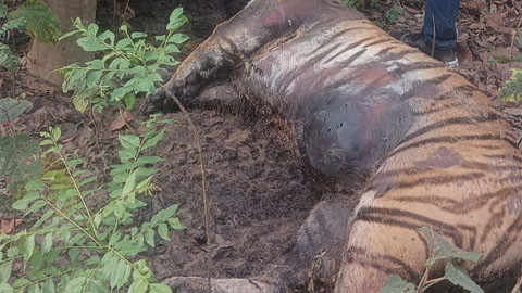 कैलालीमा पाटेबाघ मृत फेला, भाले बाघको आक्रमणबाट मृत्यु भएको आशंका